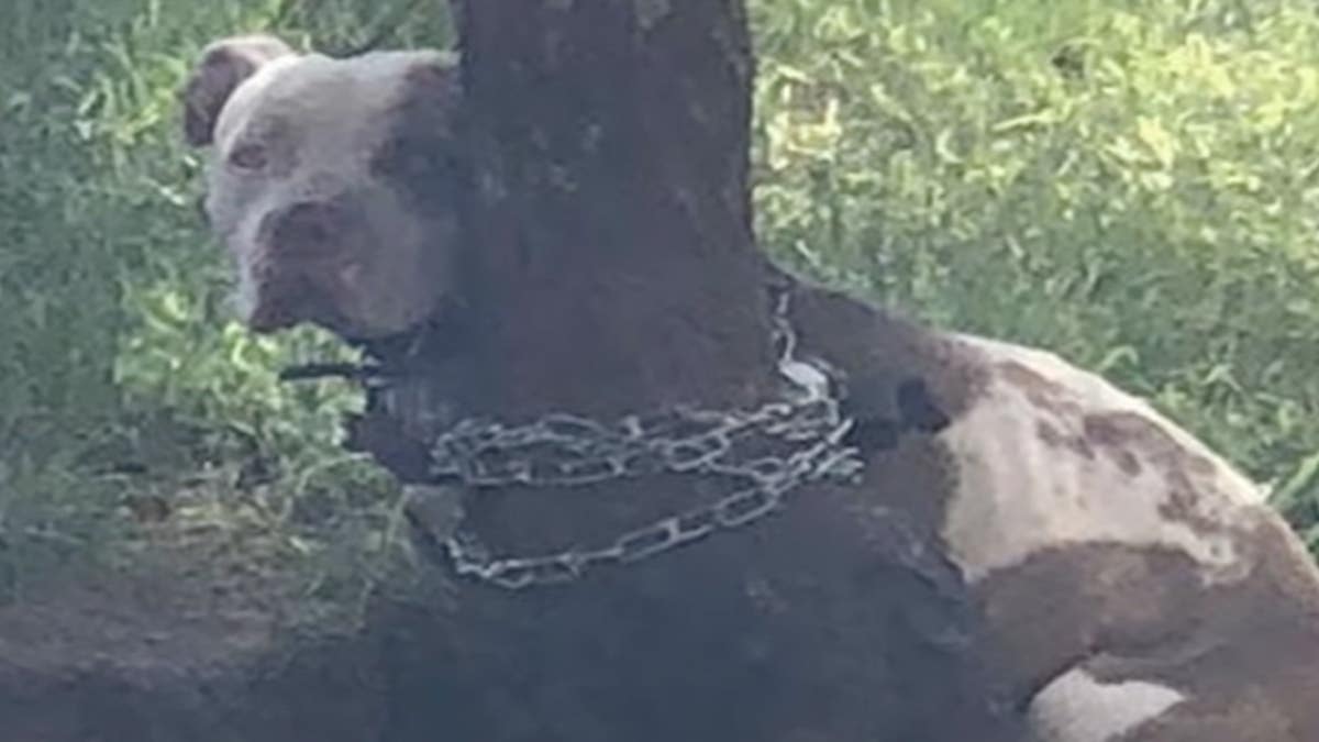 Il trouve un chien Pitbull attaché à un arbre, une très étrange lettre est posée à côté