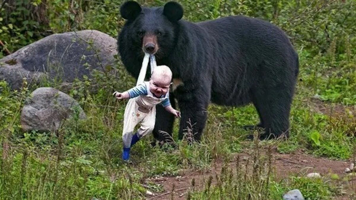 Il trouve un ours qui tient un bébé en otage, il s’effondre quand il comprend la raison