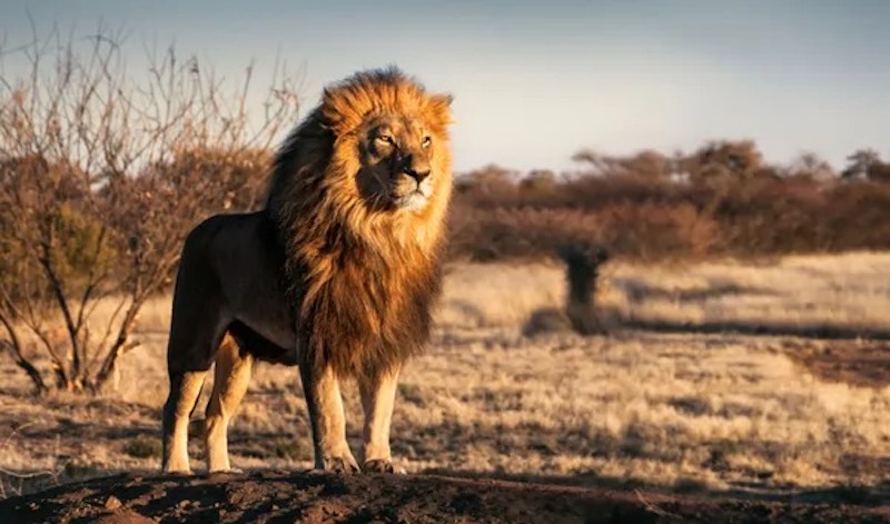 Ils trouvent un lion géant, le vétérinaire débarque et reste sans voix quand il voit l’échographie