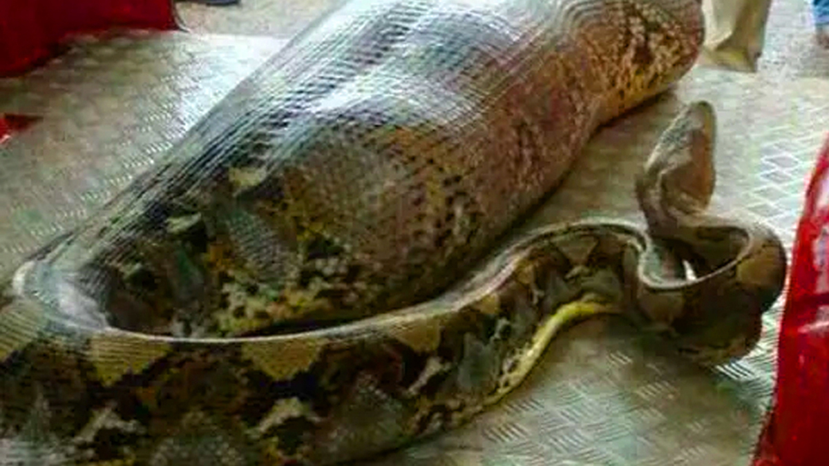 Ils trouvent un serpent géant et restent sidérés quand ils découvrent ce qu’il a à l’intérieur