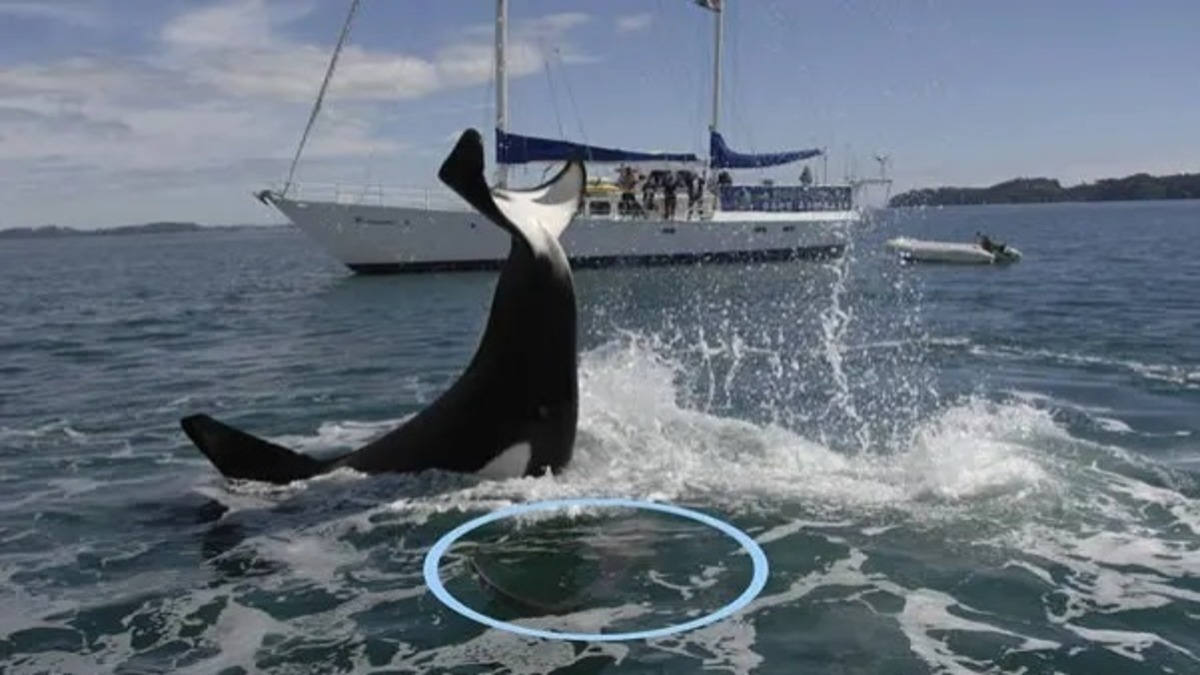 Une orque porte un coup mortel à un requin, des images inhabituelles et inédites