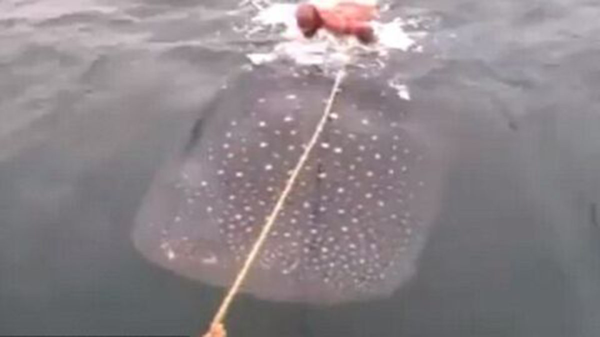 La vidéo de ces 2 hommes surfant sur le dos d’un requin-baleine crée le scandale !