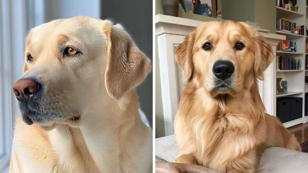 Labrador retriever vs golden retriever : lequel est le plus calme ?