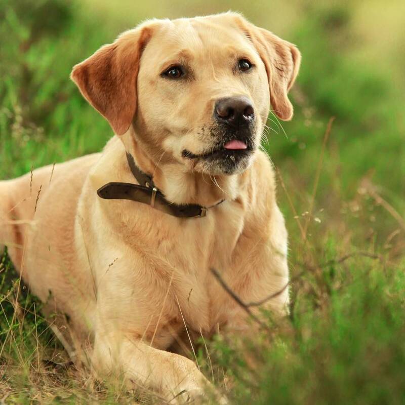Labrador retriever vs golden retriever : lequel est le plus calme ?