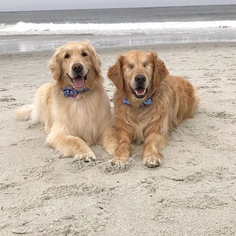 L'amitié entre ce golden retriever aveugle et son chien guide fait fondre le cœur des gens