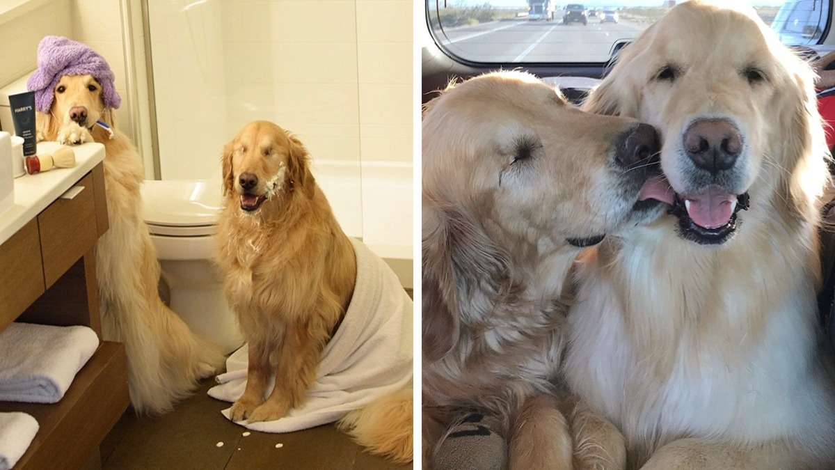 L'amitié entre ce golden retriever aveugle et son chien guide fait fondre le cœur des gens