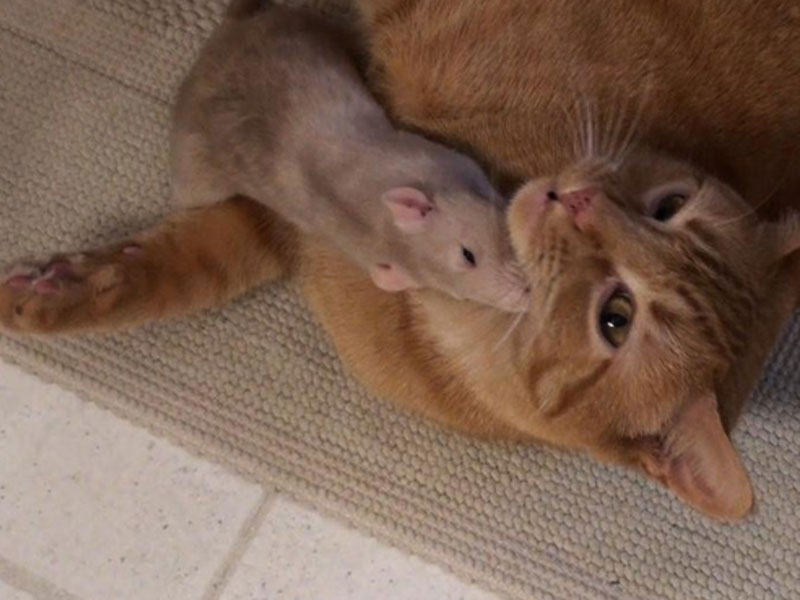 L'amitié inattendue entre ce chat et ce rat choque le monde entier !