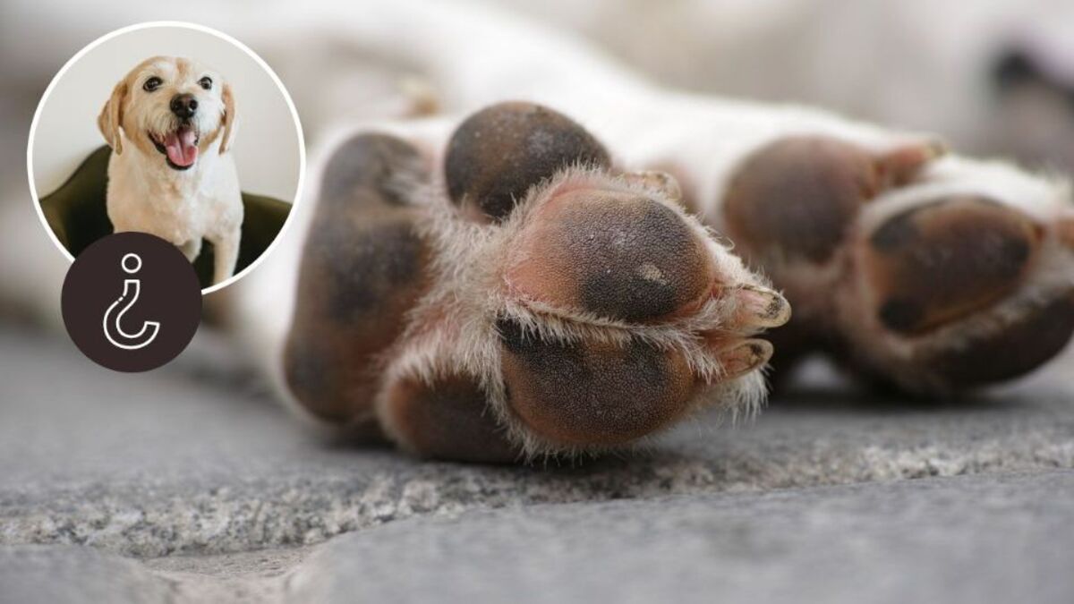 L'astuce infaillible pour savoir si les pattes de votre chien sont brûlées