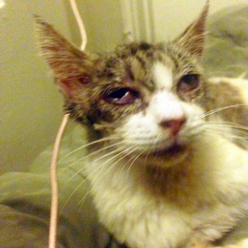 Le chat aux yeux les plus tristes en raison de son abandon ne se sépare pas un instant de sa nouvelle mère adoptive