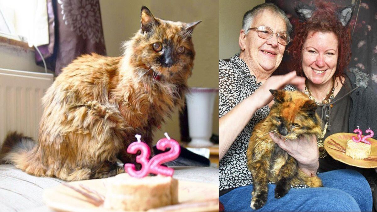Le chat qui vit le plus longtemps au monde fête son 32e anniversaire avec un gâteau au saumon !