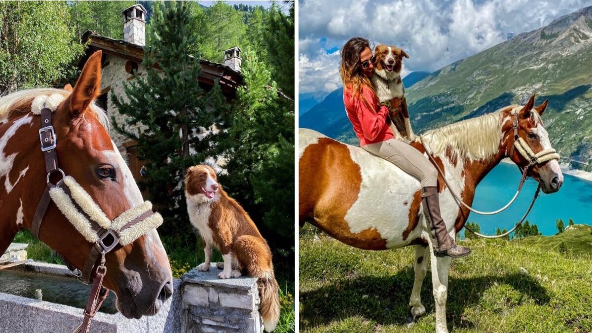 Le chien et le cheval sont devenus inséparables grâce à leur pelage identique !