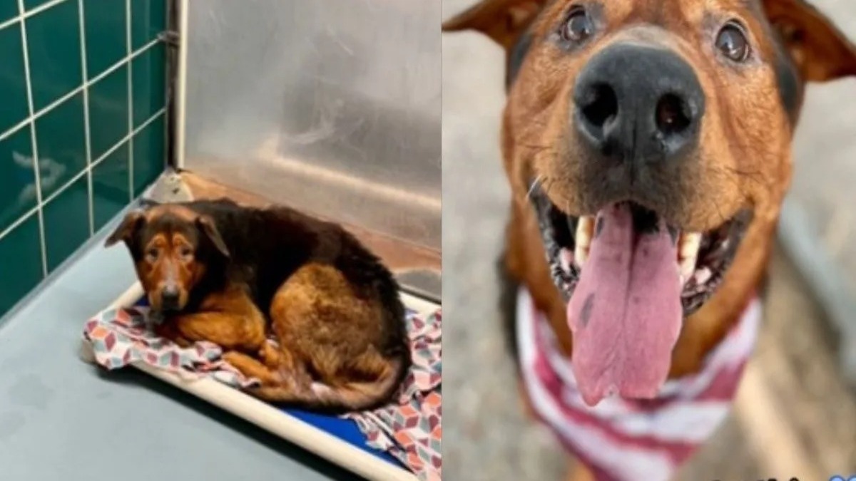 Le plus triste des chiens de refuge adopté une heure avant d'être euthanasié