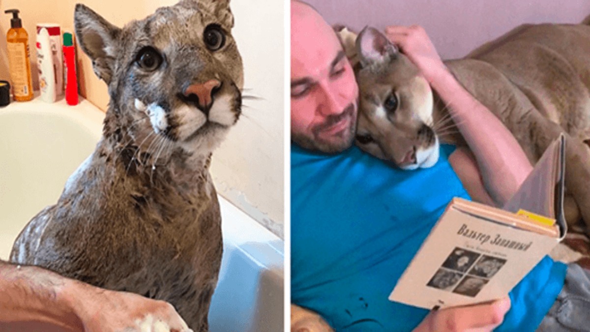 Le puma sauvé ne peut pas être relâché dans la nature, il vit donc comme un chat domestique choyé