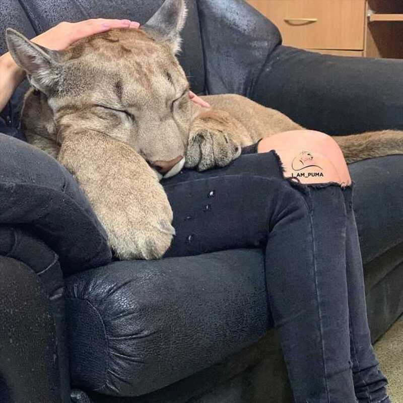 Le puma sauvé ne peut pas être relâché dans la nature, il vit donc comme un chat domestique choyé