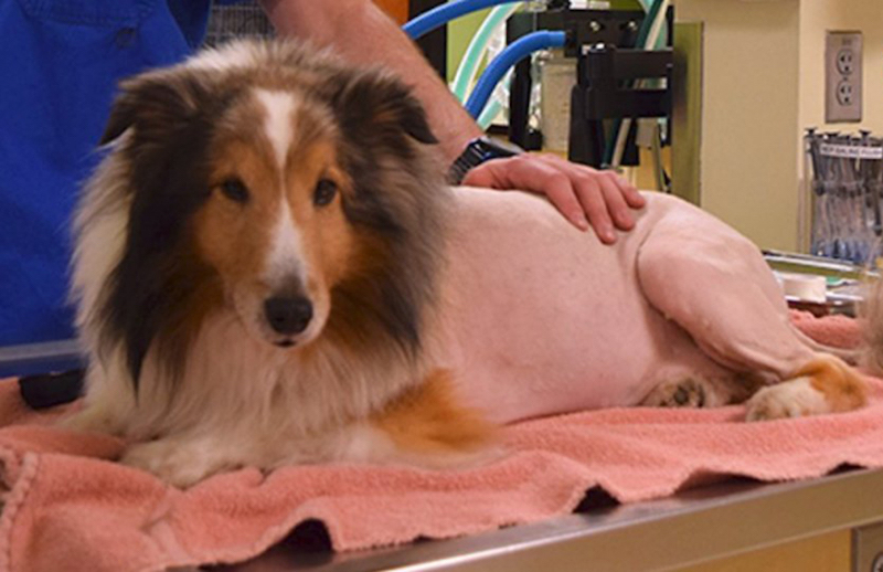 Le vétérinaire va euthanasier ce chien, il le caresse une dernière fois et pousse un hurlement
