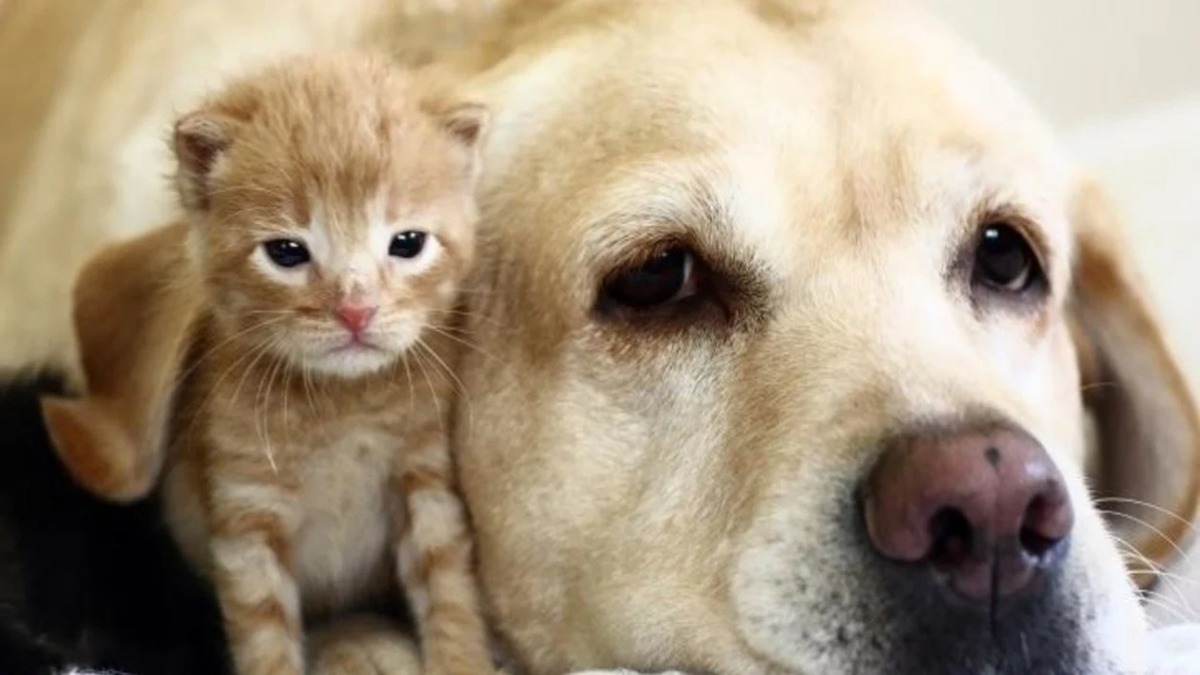 Les chats vivent-ils plus longtemps que les chiens ?