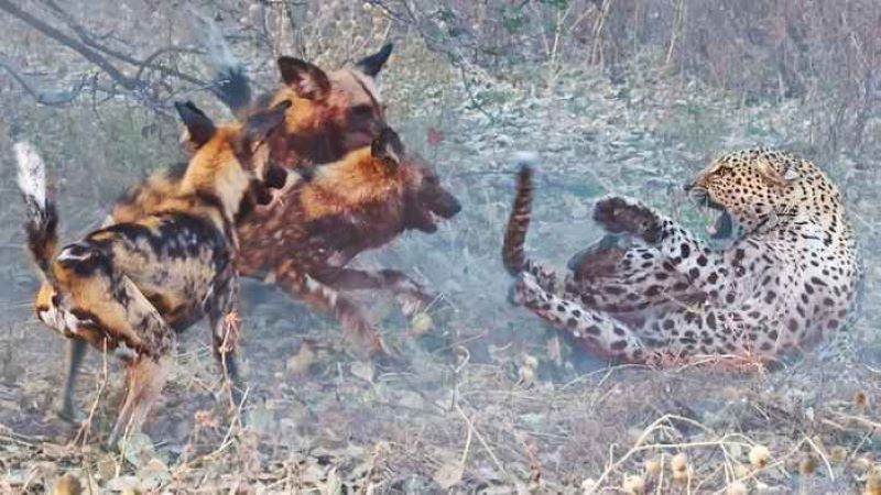 Les chiens sauvages se vengent du léopard qui a piégé l'un de leurs petits