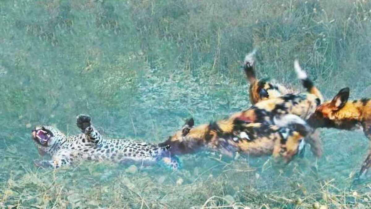 Les chiens sauvages se vengent du léopard qui a piégé l'un de leurs petits
