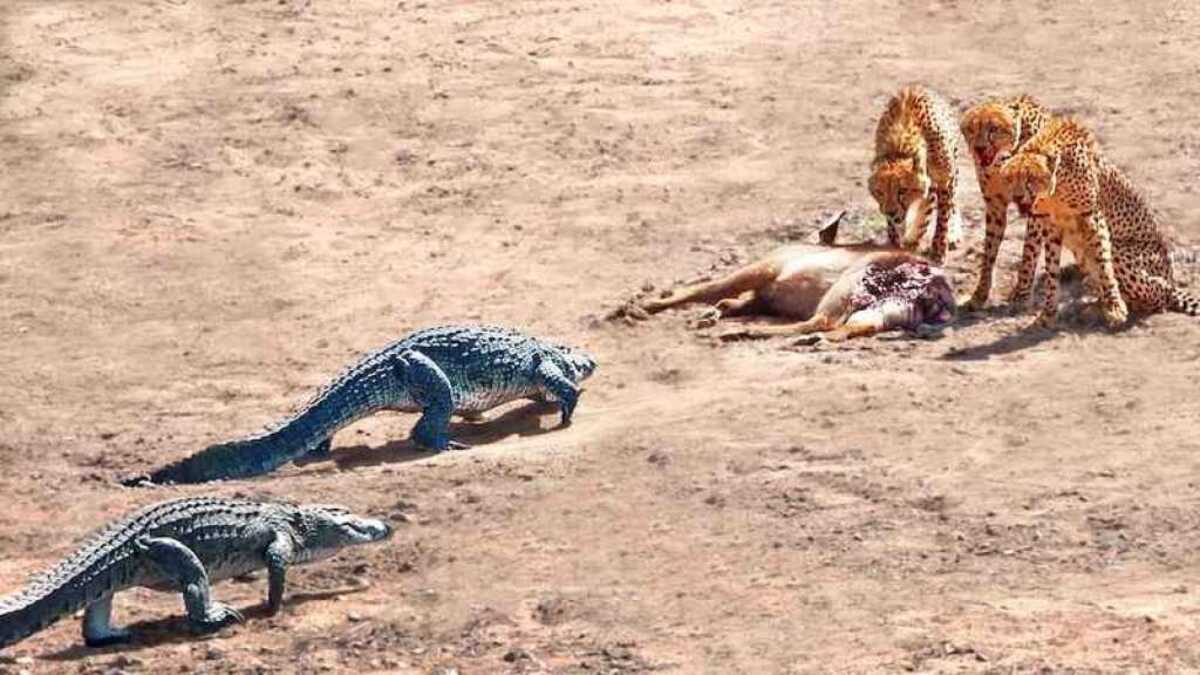 Les guépards perdent leur nourriture durement gagnée au profit d'un couple de crocodiles