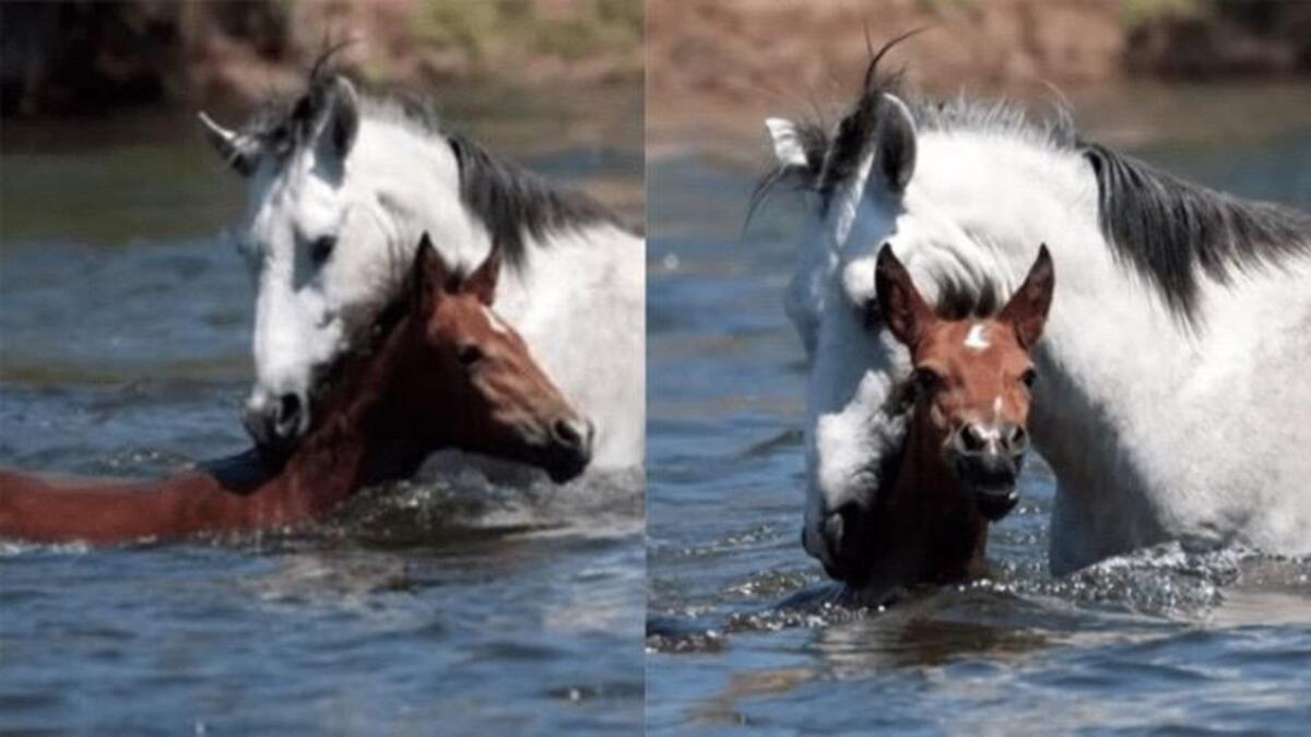 Moment émouvant où un cheval sauvage sauve un poulain de la noyade