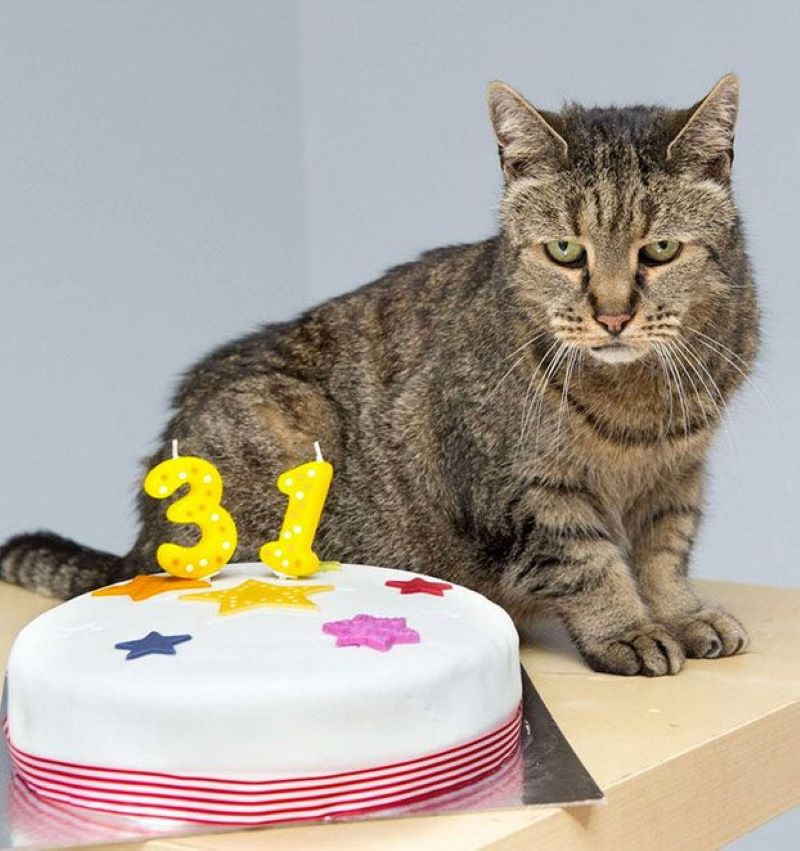 Nutmeg, le plus vieux chat du monde, fête son 31e anniversaire