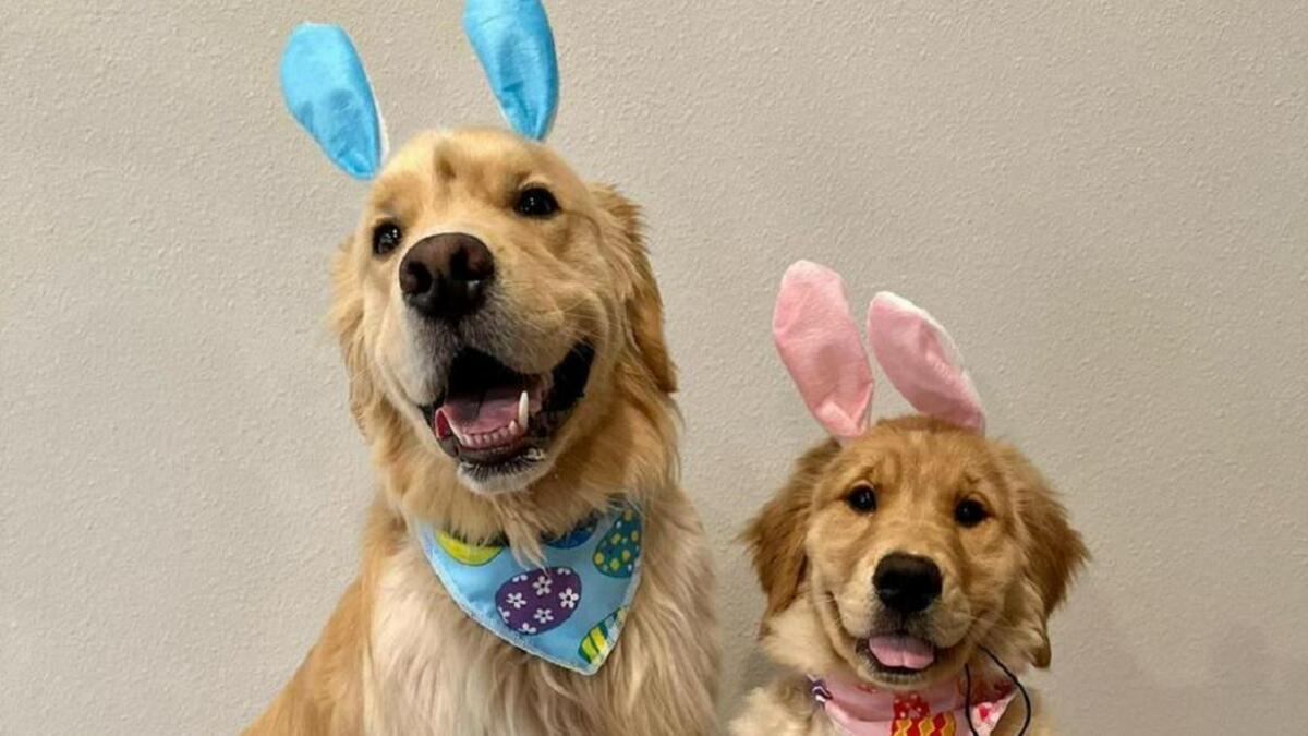 Pour la première fois dans l'histoire, un chien golden retriever exprime sa mauvaise humeur