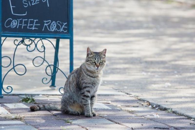 Pourquoi les chats quittent-ils la maison et ne reviennent-ils pas ?