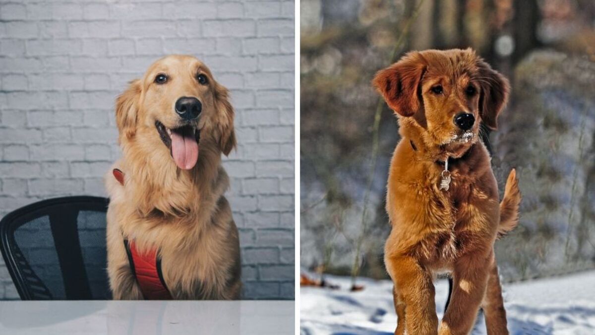 Pourquoi mon Golden Retriever mord-il tout ?