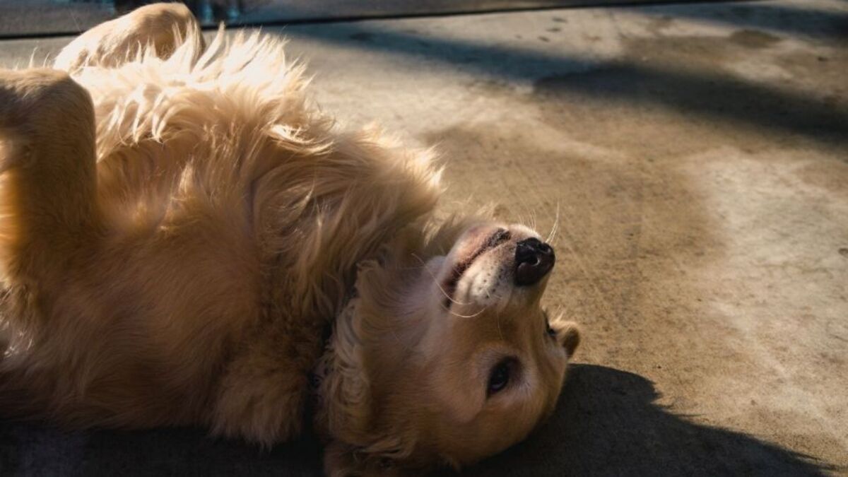 Que se passe-t-il si un chien s'endort sur le dos ?