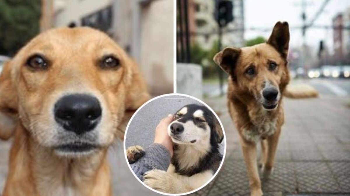 Que signifie adopter un chien et pourquoi seules les meilleures personnes le font-elles ?