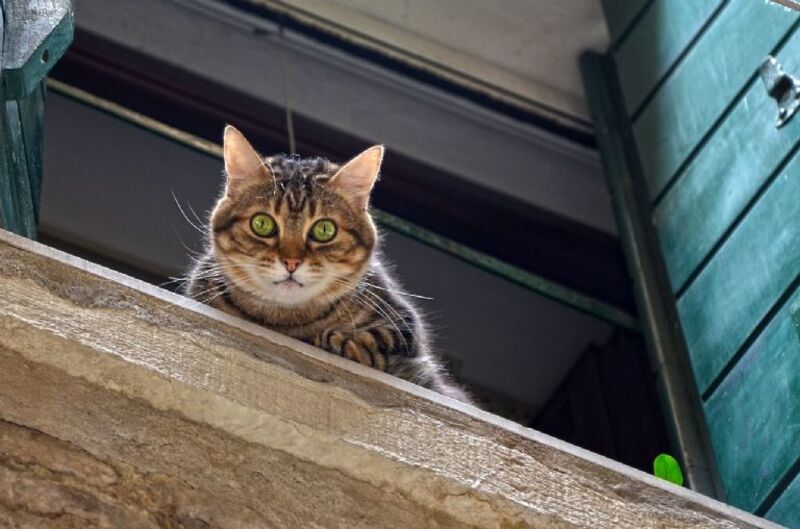 Un chat inconnu vient souvent à votre fenêtre ? Voici ce que cela signifie