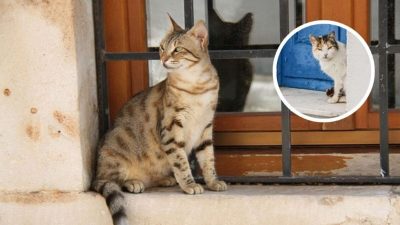 Que signifie la présence d'un chat inconnu à votre fenêtre