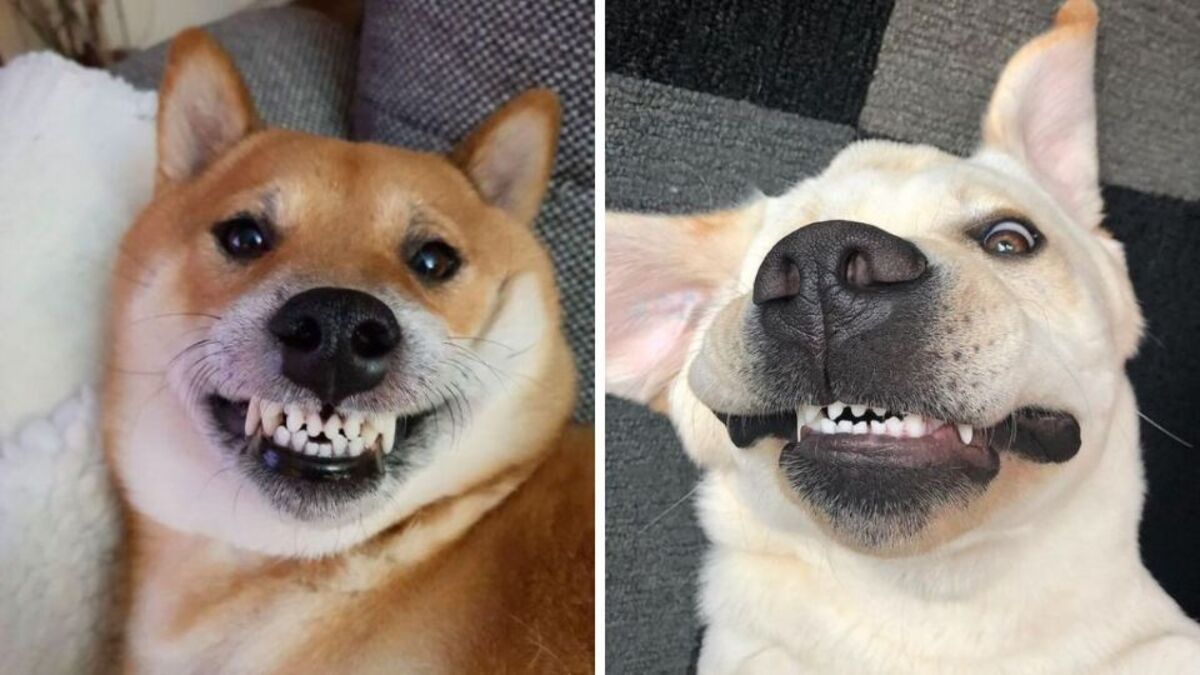 Que signifie le fait que votre chien vous montre les dents ?