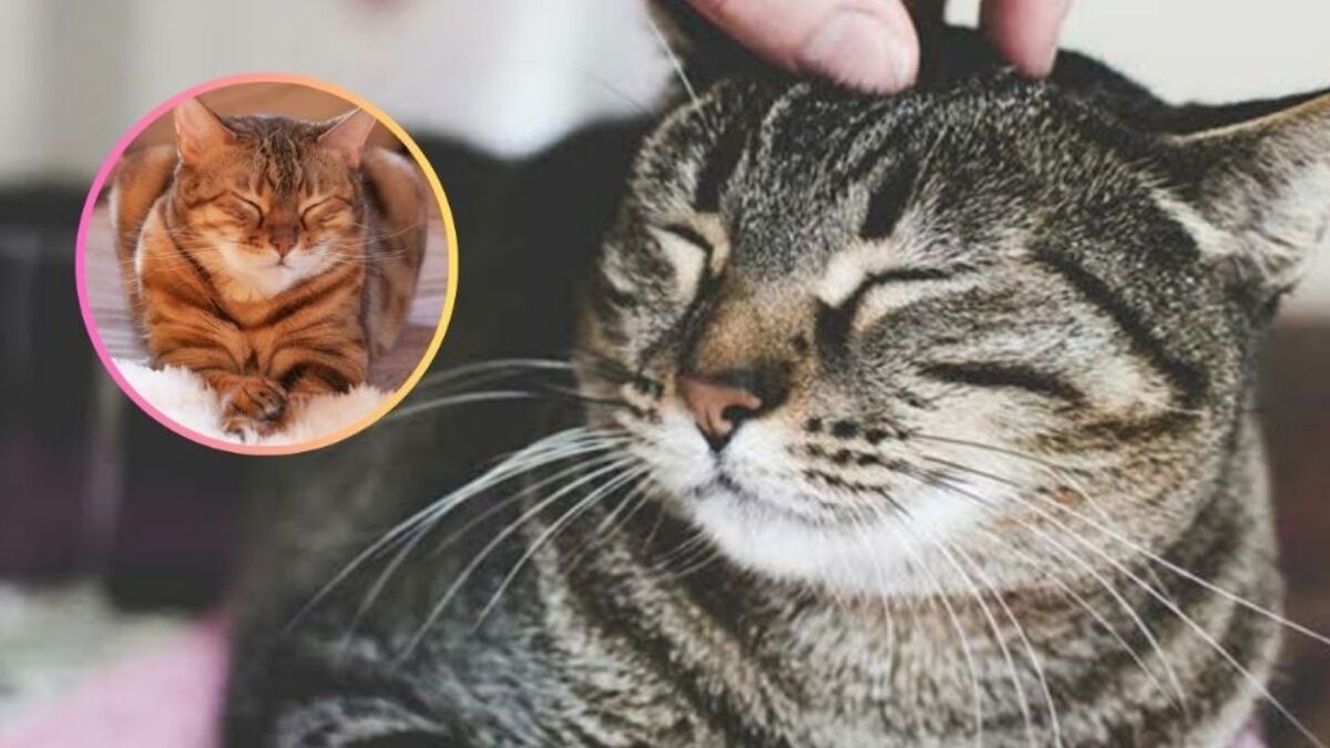 Que signifie le fait qu'un chat cligne des yeux et pourquoi est-ce une bonne chose ?