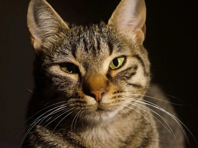 Votre chat cligne des yeux : la significatin et pourquoi est-ce une bonne chose ?