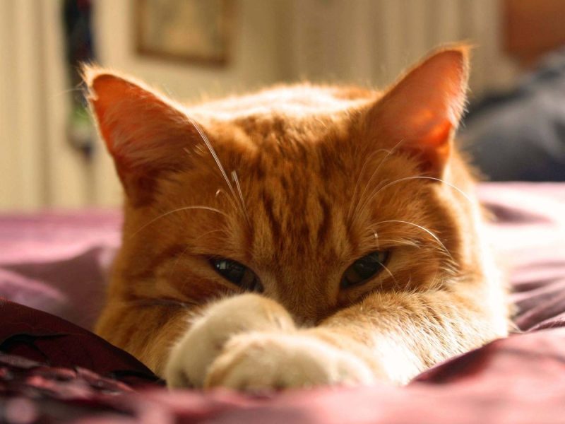Que signifie le fait qu'un chat cligne des yeux et pourquoi est-ce une bonne chose ?