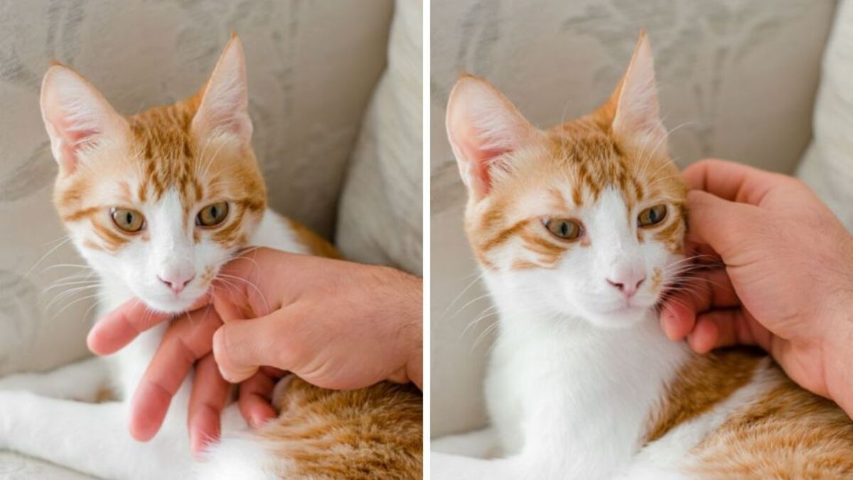 Que signifie le fait qu'un chat devienne très affectueux ?