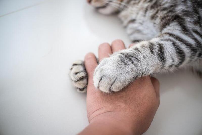 Un chat vous serre la main ? Voici pourquoi vous devriez lui en être reconnaissant