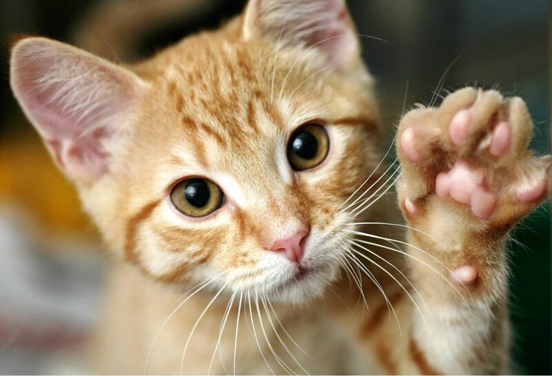 Un chat vous serre la main ? Voici pourquoi vous devriez lui en être reconnaissant