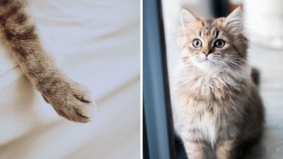 Que signifie le fait qu'un chat vous serre la main et pourquoi devriez-vous lui en être reconnaissant ?