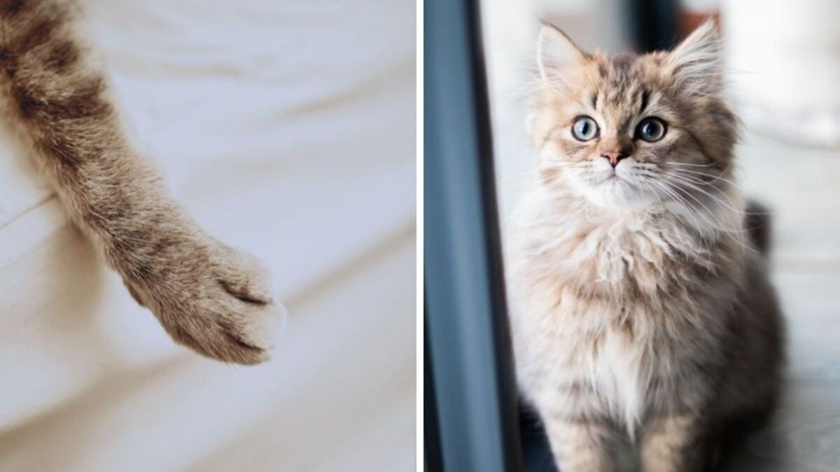 Que signifie le fait qu'un chat vous serre la main et pourquoi devriez-vous lui en être reconnaissant ?