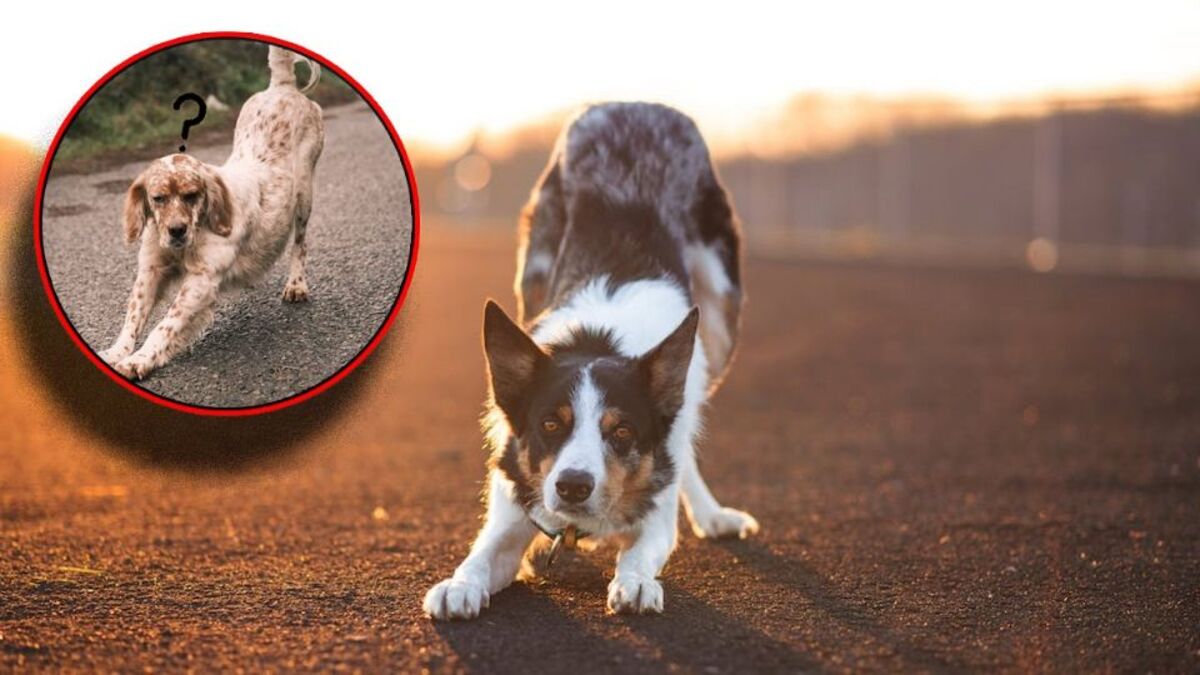 Que signifie le fait qu'un chien s'incline devant vous et pourquoi est-ce un geste si mignon ?