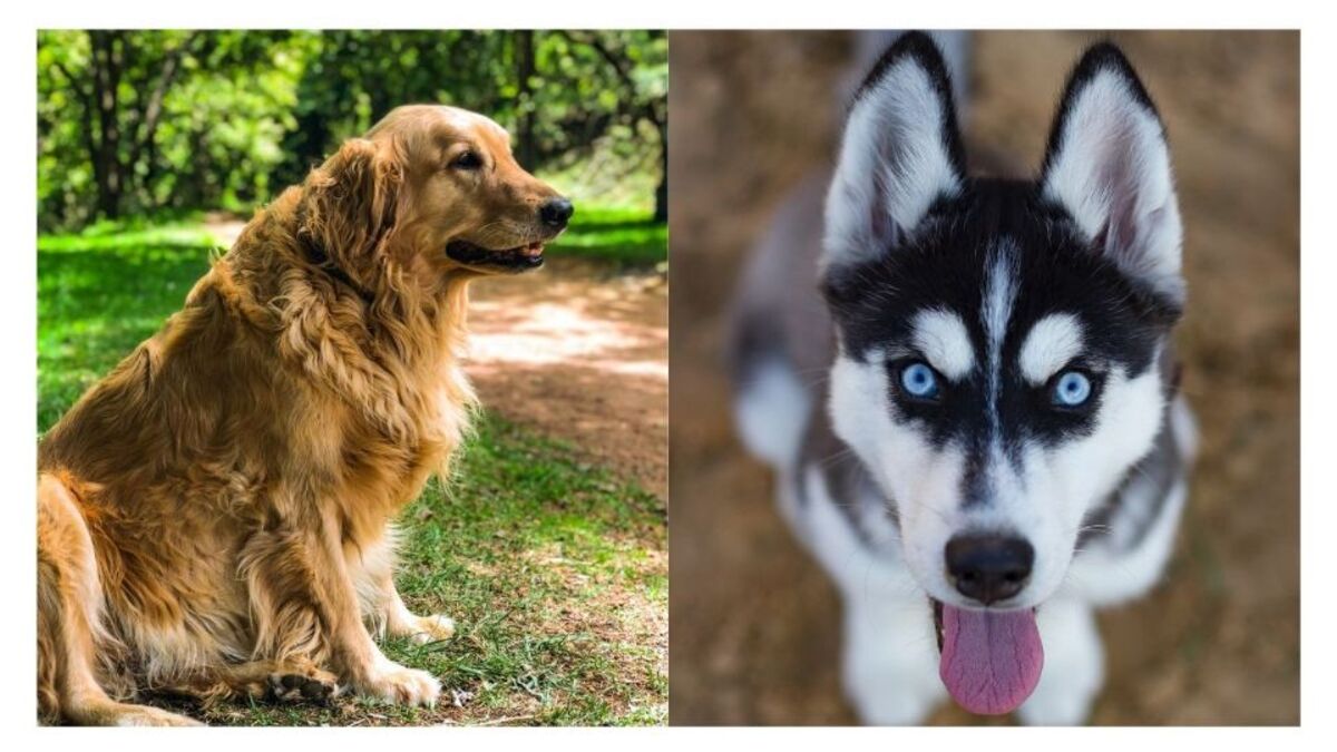 Voici quelle est la plus belle race de chien au monde
