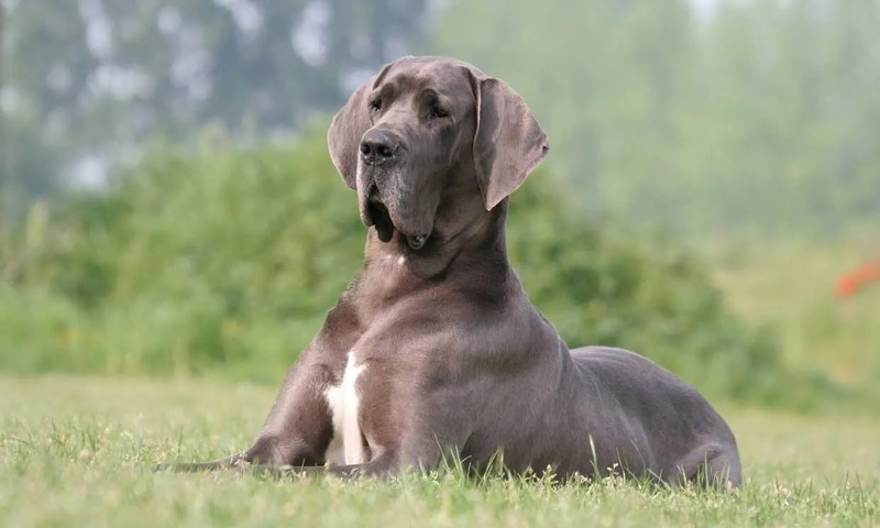 Dogue allemand : une race de chien calme 