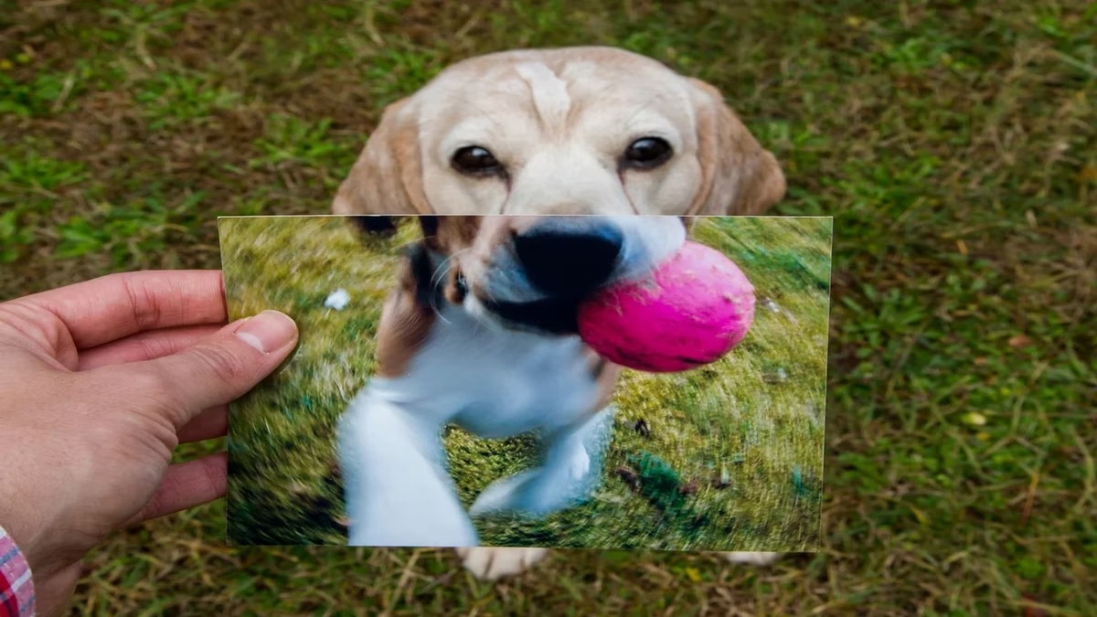 Les signes qui révèlent que votre chien vieillit