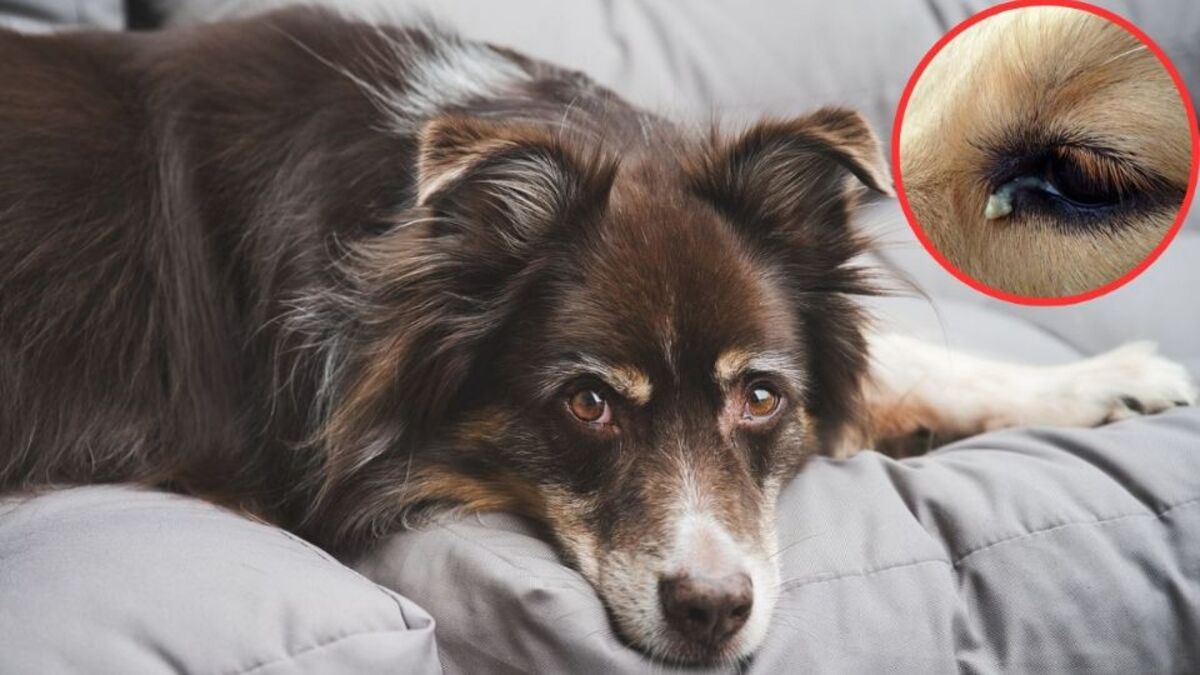 Les raisons pour lesquelles votre chien souffre, soyez vigilant à ces symptômes