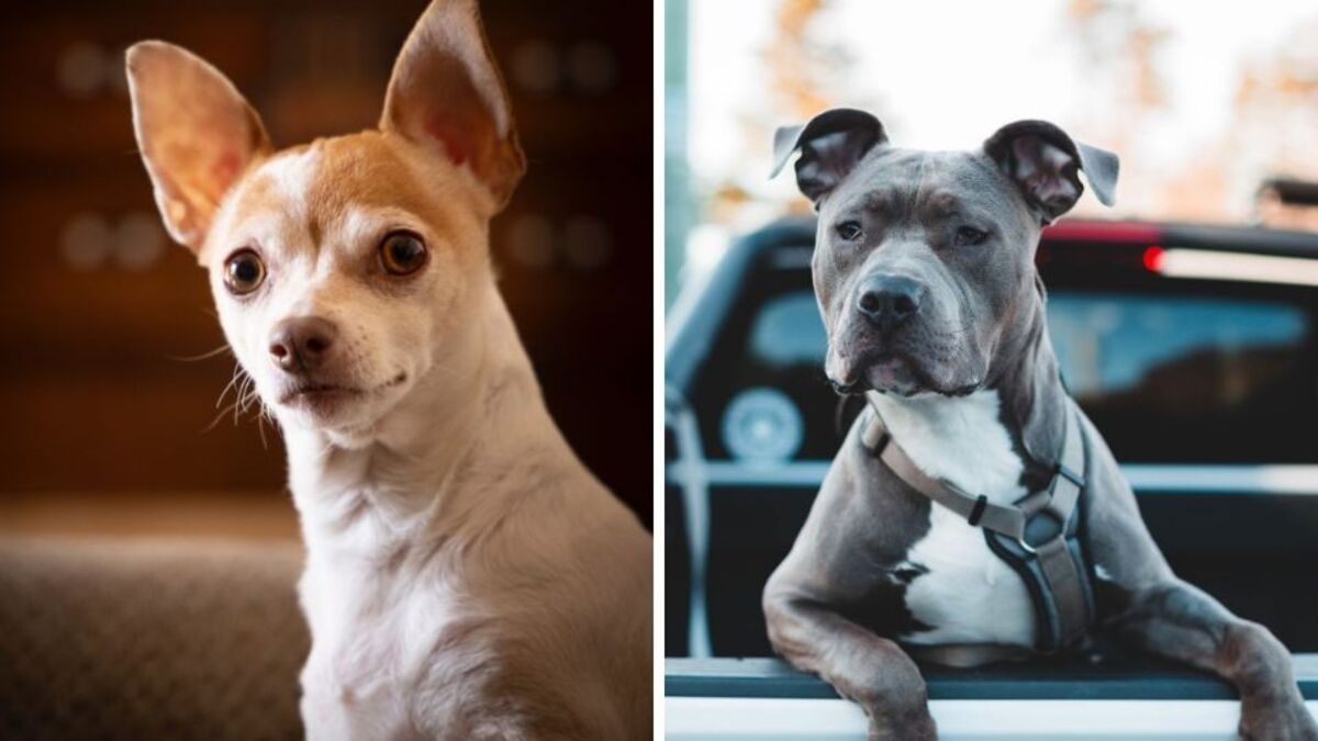 Qui est le plus agressif un chien chihuahua ou un pitbull ?
