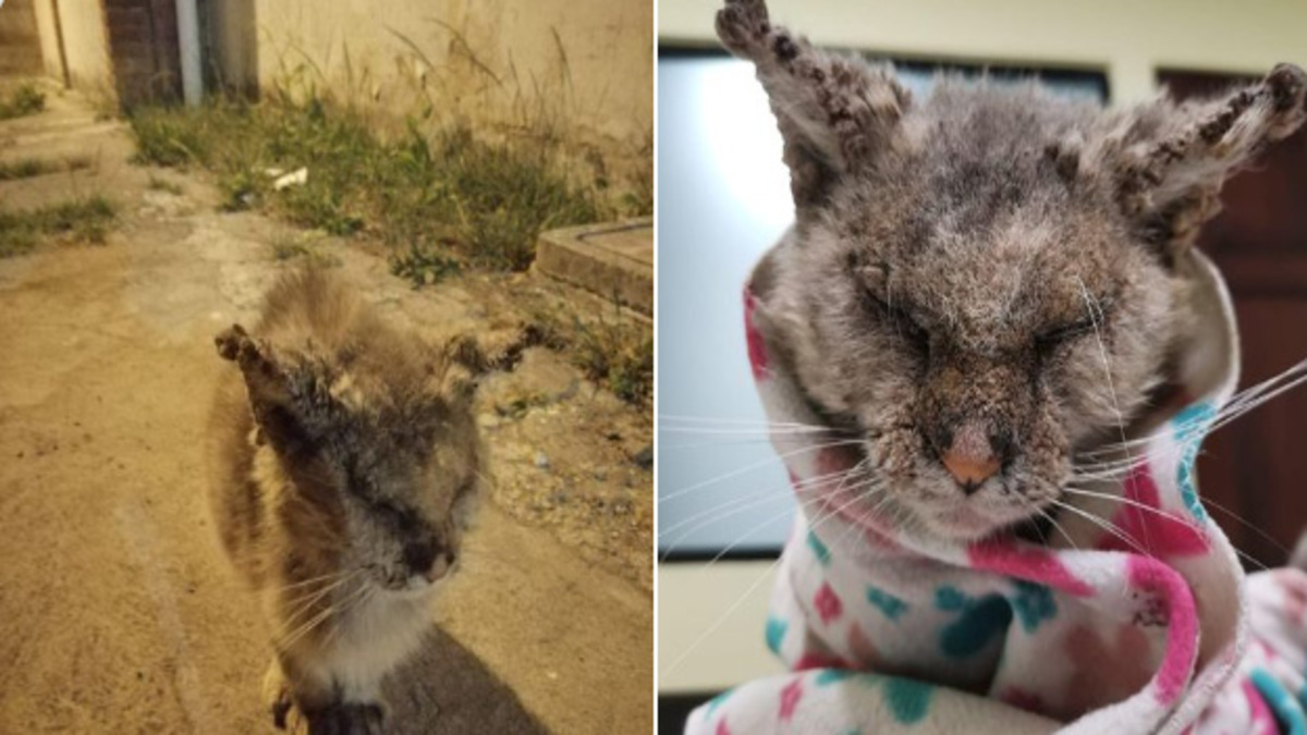 Réflexion sur les chats des rues !