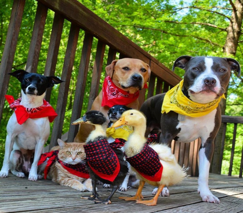 Rencontrez cette adorable famille composée de quatre chiens, deux canards et un chat