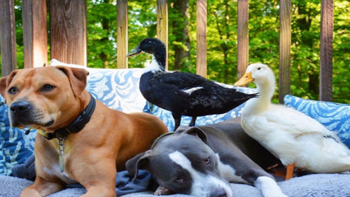 Rencontrez cette adorable famille composée de quatre chiens, deux canards et un chat